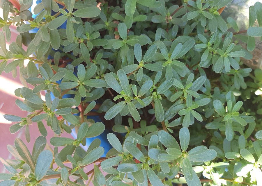 המרעננת הרשמית של הקיץ